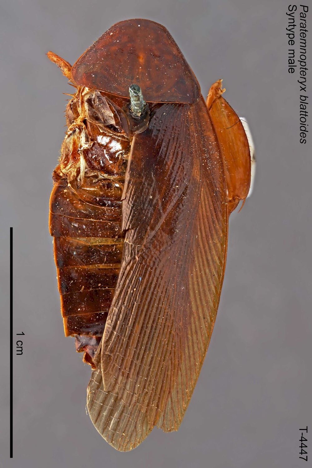 CollectionObject 1573443; MVMA T 4447, d0806462-f69f-4eae-ae6a-08b602f6450c: Copyright Museum Victoria / CC BY. Lectotype, male, dorsal. (CollectionObject).