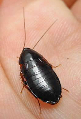 Parcoblatta bolliana (Saussure & Zehntner, 1893): Copyright Alan Jeon. Parcoblatta bolliana female, Montgomery, Alabama. (Otu).