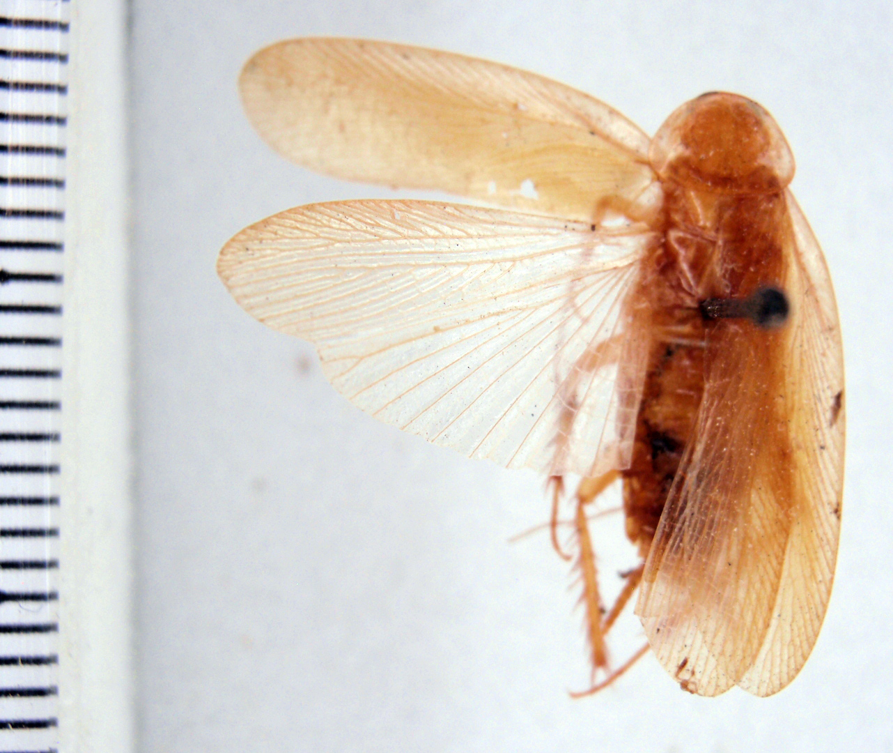 Parcoblatta caudelli Hebard, 1917: Photo by Heidi Hopkins. dorsal habitus. (Otu).