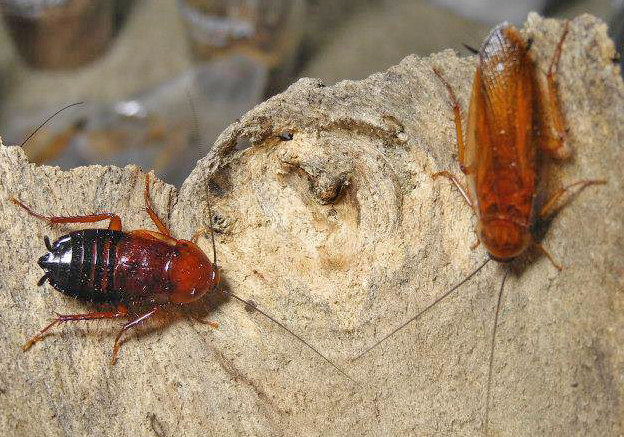 Parcoblatta lata (Brunner von Wattenwyl, 1865): Copyright Alan Jeon. Parcoblatta lata adult pair, Montgomery, Alabama (female on left). (Otu).