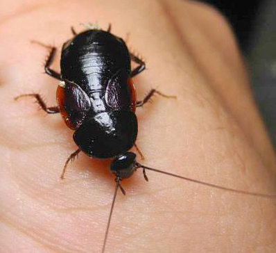 Parcoblatta uhleriana (Saussure, 1862): Copyright Alan Jeon. Parcoblatta uhleriana female, North Carolina. (Otu).