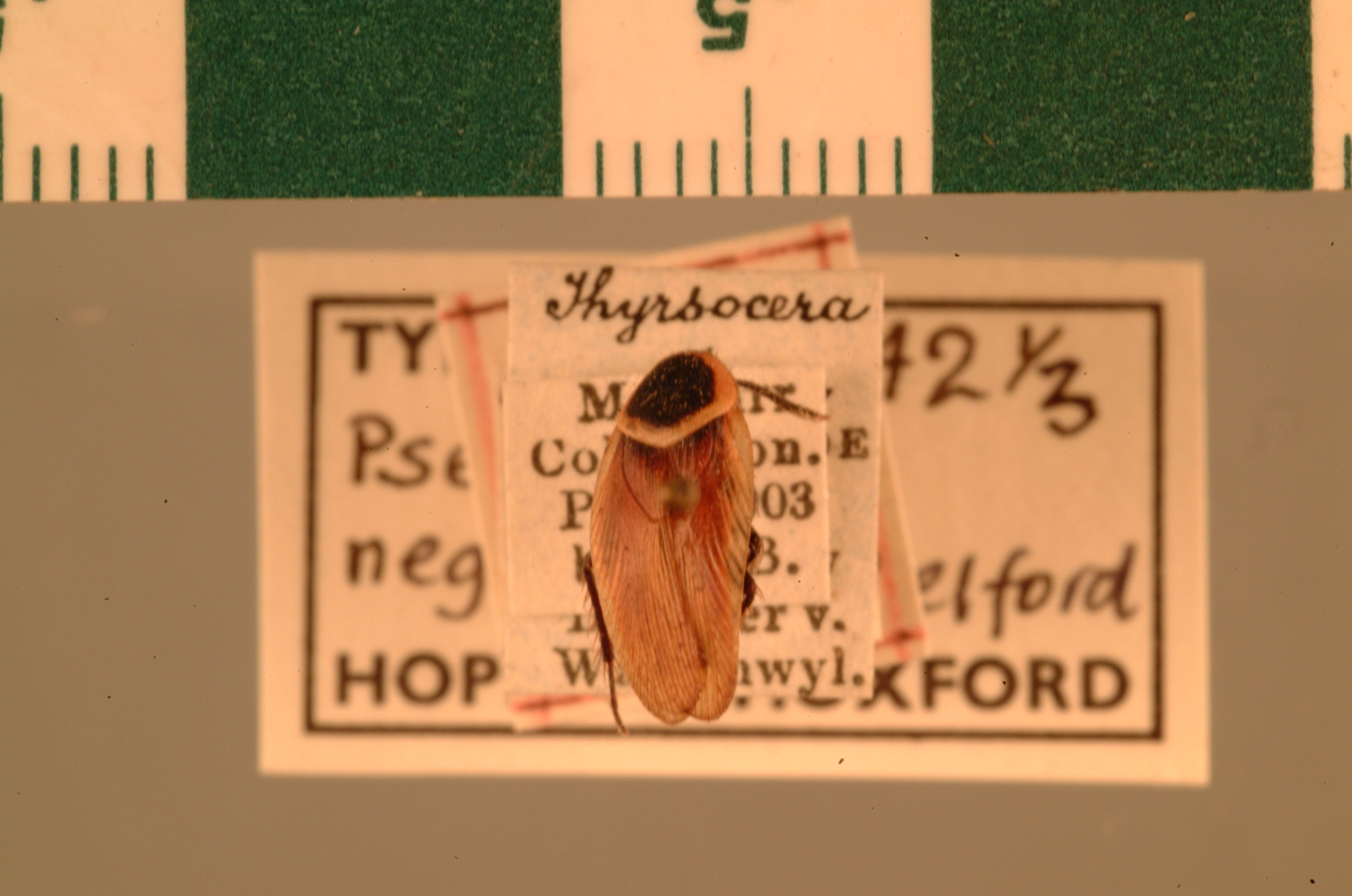 Pseudomops neglectus Shelford, 1906: Copyright UMO, Oxford. Syntype of Pseudomops neglecta, dorsal view. (Otu).