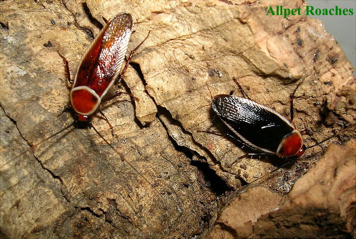 Pseudomops septentrionalis Hebard, 1917: Copyright Orin McMonigle. Pseudomops septentrionalis, male on left, female on right. Captive reared. (Otu).