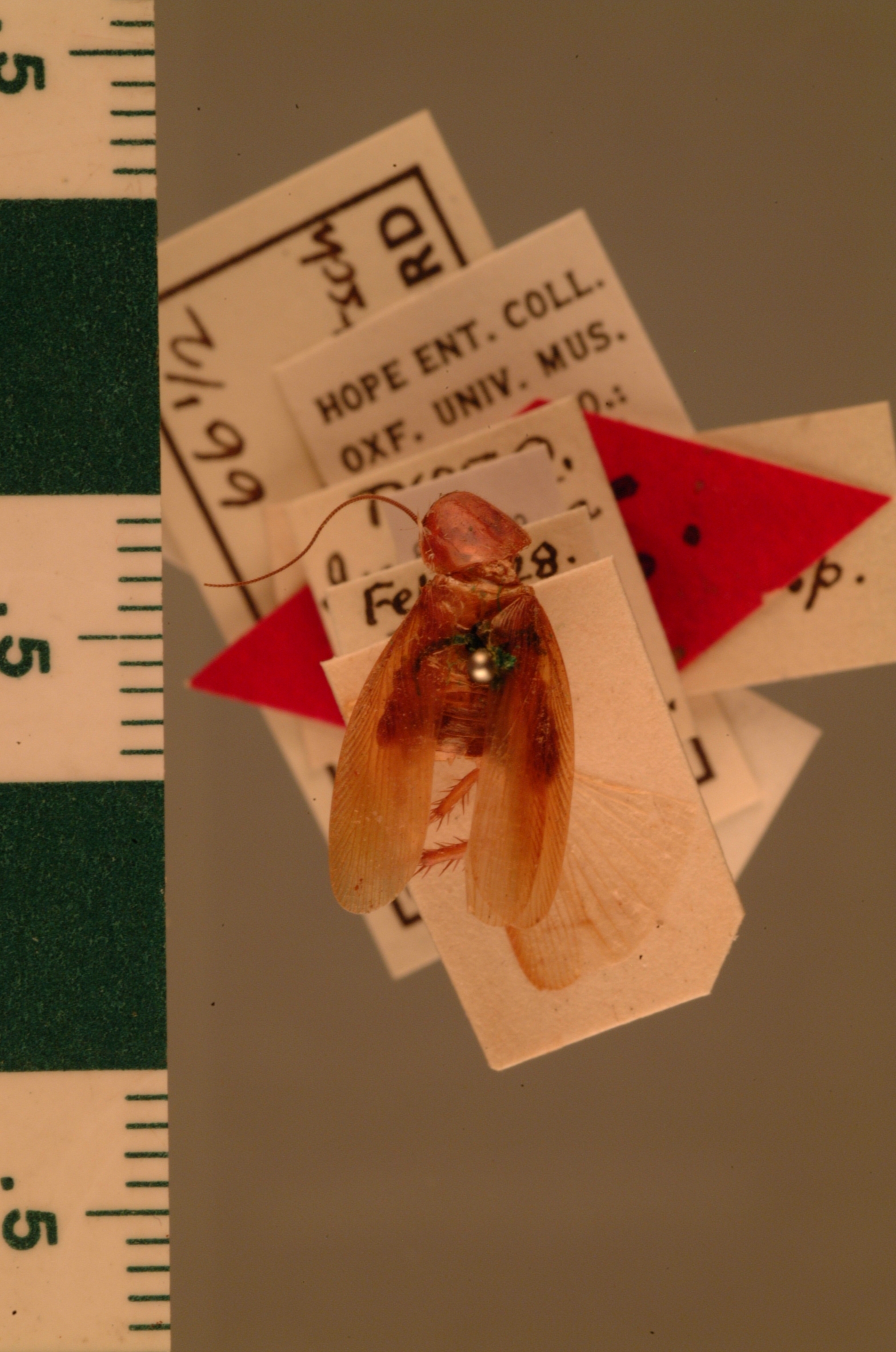 Symploce incuriosa (Saussure, 1899): Copyright UMO, Oxford. Type of synonym Ischnoptera pitmani, dorsal view. (Otu).