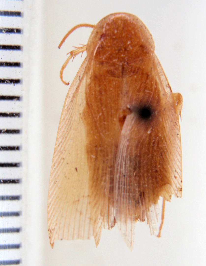 CollectionObject 1587121; c371c4c7-0cbb-4931-a9d0-9c51721f775e: Photo by Heidi Hopkins. dorsal habitus. (CollectionObject).