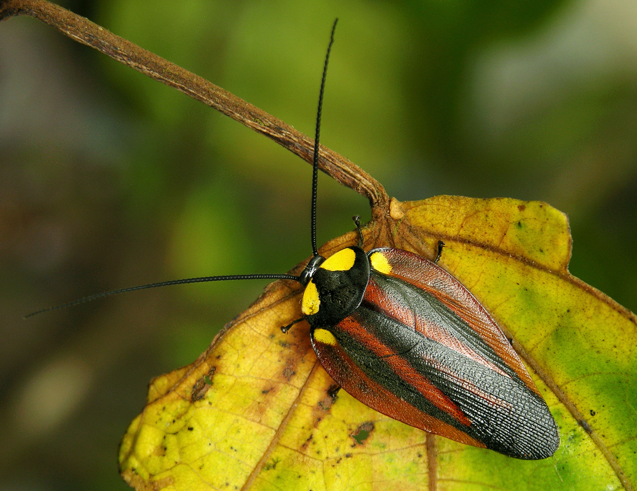 Rochaina bilunata (Saussure & Zehntner, 1893): Paratropes probably bilunata from Costa Rica. Det. George Beccaloni. Copyright Kenji Nishida. (Otu).
