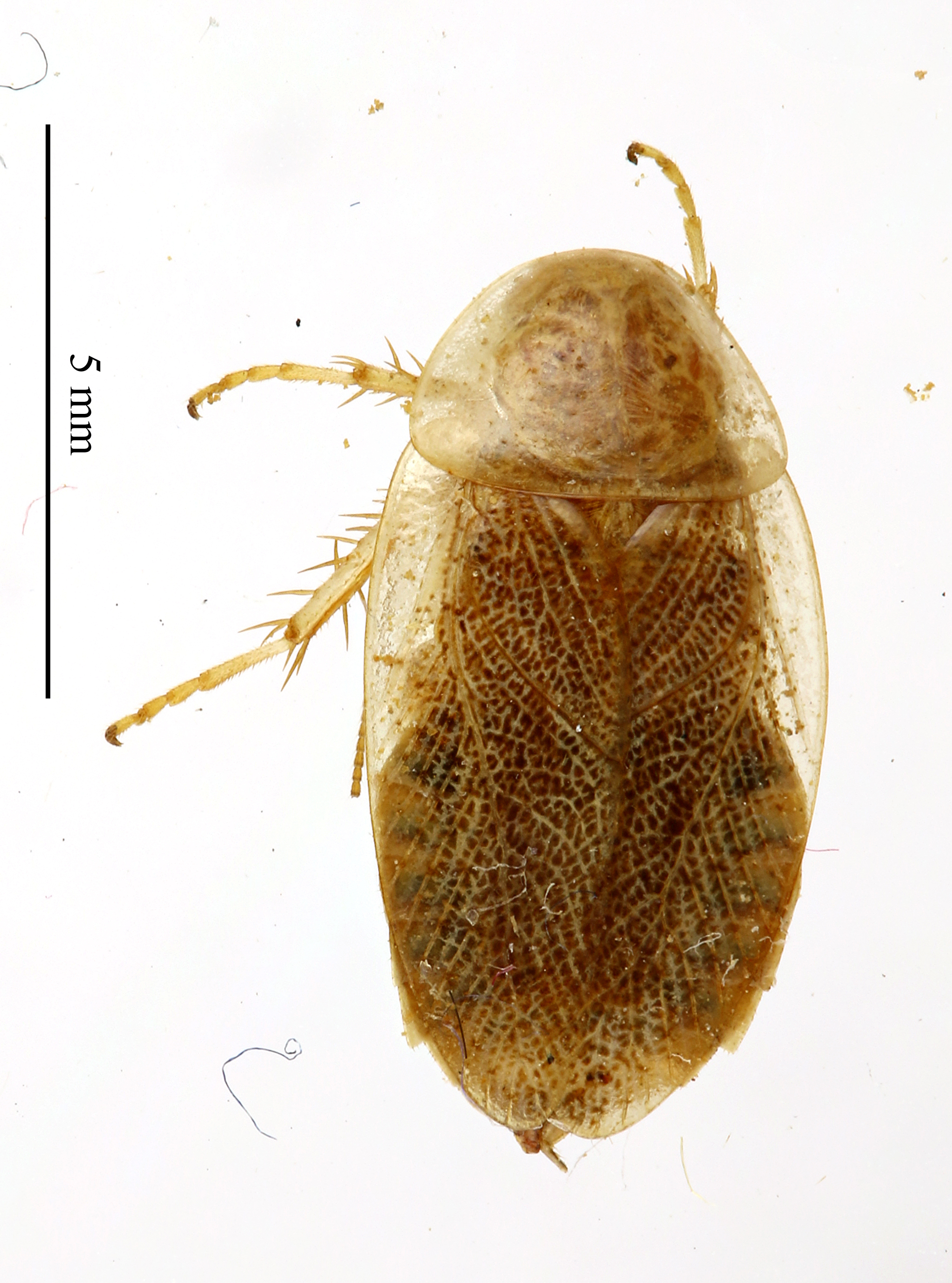 CollectionObject 1566168; MNHN(SF IMPORT DUPLICATE) MNHN-EP-EP1870, b9616365-6e6c-4af6-ac26-a0246de6546d: CC BY-NC-ND 4.0/MNHN - Depraetere Marion - 2014. Holotype, male, of vinzi Maurel, 2012. Specimen number: MNHN-EP-EP1870. http://coldb.mnhn.fr/catalognumber/mnhn/ep/ep1870. (CollectionObject).
