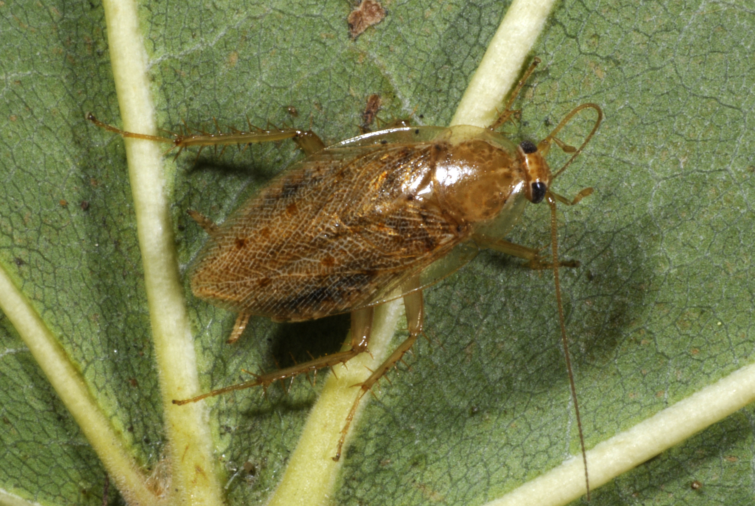 Ectobius (Ectobius) pallidus pallidus (Olivier, 1789): Copyright G. W. Beccaloni. Ectobius pallidus adult female from Hythe, UK. (Otu).