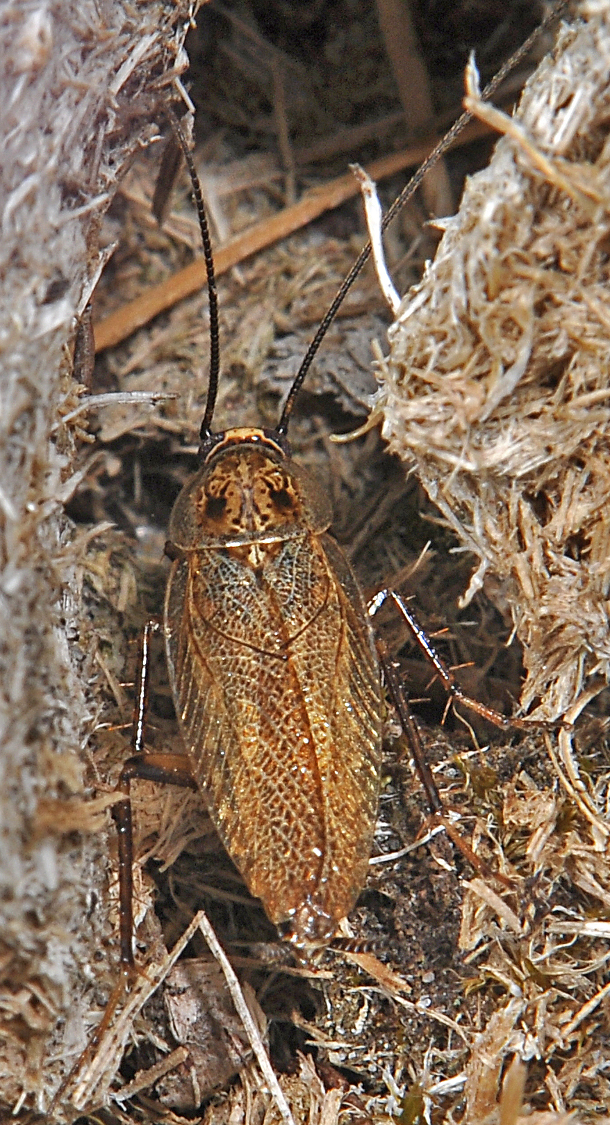 Capraiellus panzeri (Stephens, 1835): Copyright Paul Brock. Capraiellus panzeri male. Vales Moor, nr Burley, New Forest, Hampshire, UK. (Otu).