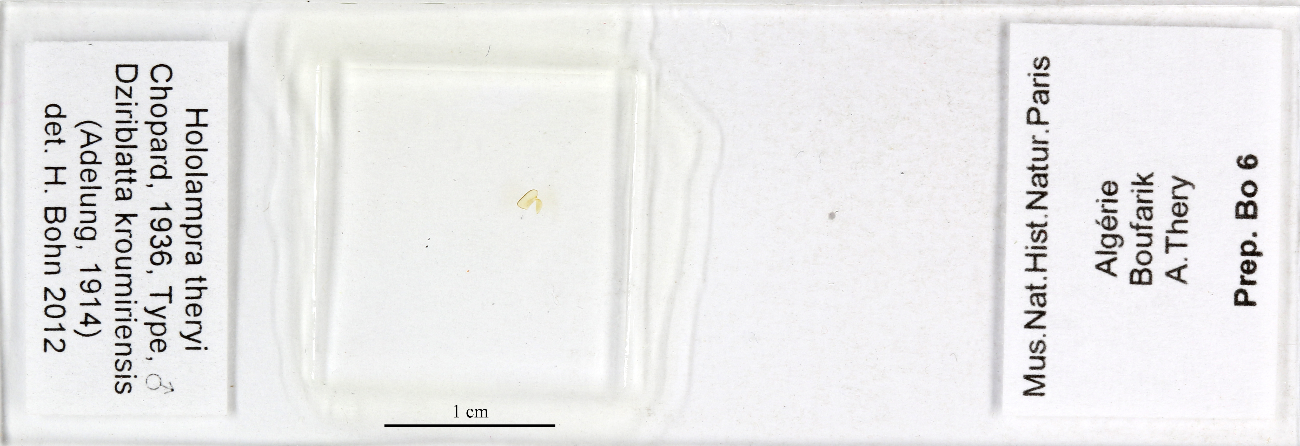 CollectionObject 1587683; MNHN(SF IMPORT DUPLICATE) MNHN-EP-EP1972, 330f52b4-848f-45fa-adaf-1bd84edc8b8e: CC BY-NC-ND 4.0/MNHN - Depraetere Marion - 2014. Holotype, male, of Lobolampra theryi Chopard, 1936. Specimen number: MNHN-EP-EP1972. http://coldb.mnhn.fr/catalognumber/mnhn/ep/ep1972. (CollectionObject).