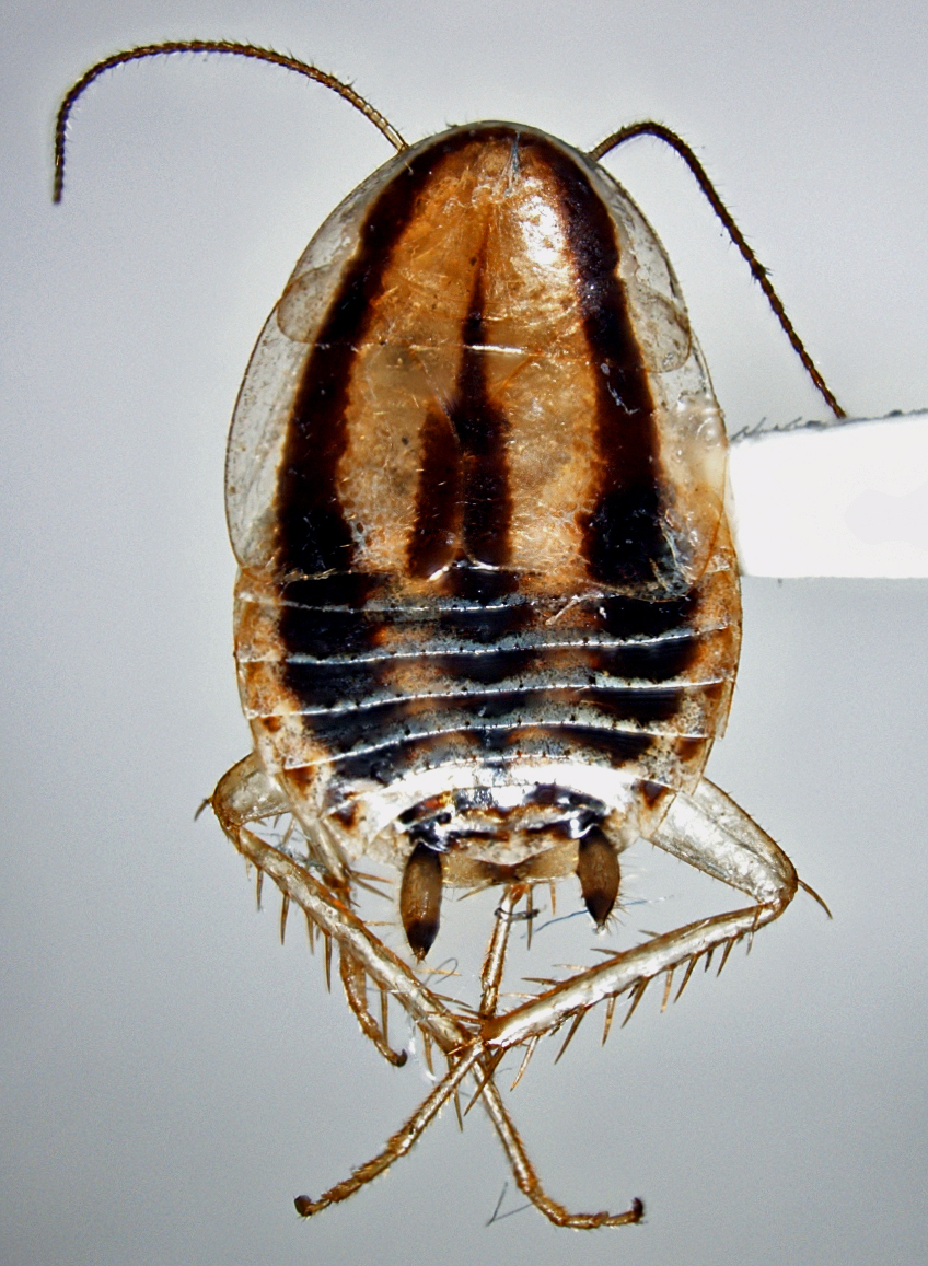 Luridiblatta trivittata (Serville, 1838): Copyright Rosser Garrison. Adult female Luridiblatta trivittata from California, USA. (Otu).