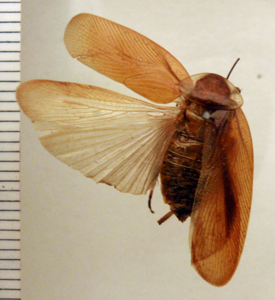 Antitheton iniquiungues Hebard, 1919: Photo by Heidi Hopkins. Dorsal habitus. (Otu).