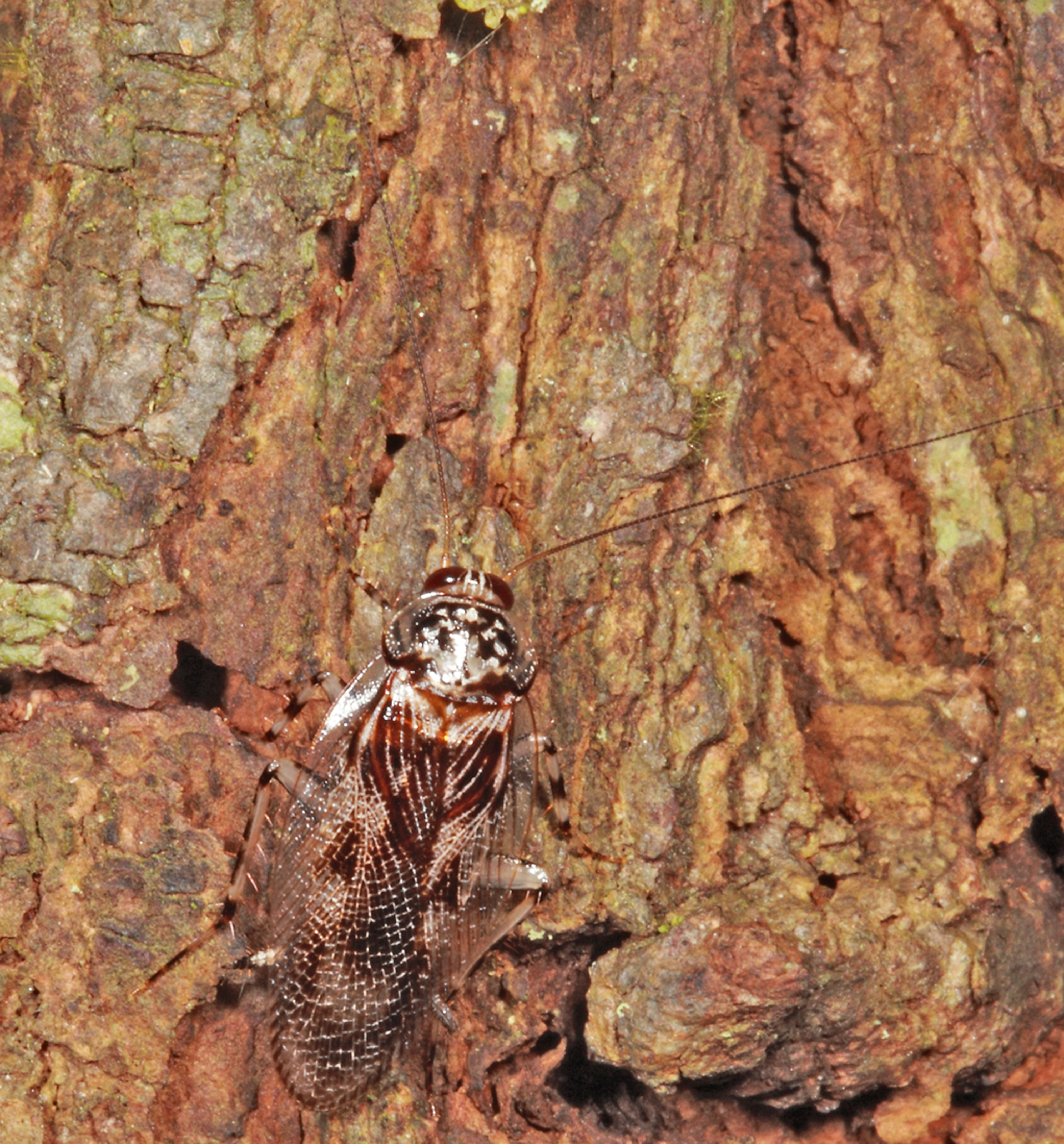 CollectionObject 1575716; 49078bfc-1d13-48e2-8773-7503e4a9507c: Copyright David Rentz. On tree trunk at night. (CollectionObject).