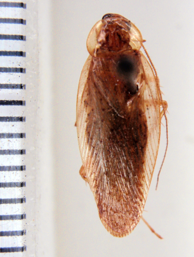 Amazonina platystylata (Hebard, 1921): Photo taken by Heidi Hopkins. (Otu).