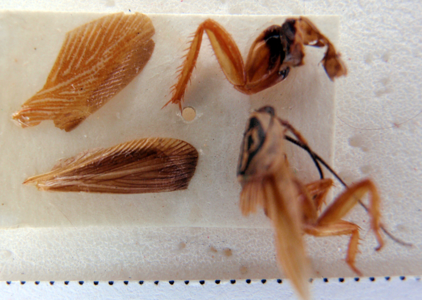 CollectionObject 1588603; 82d3c67c-e7ac-49c3-8098-243b9ec3d928: Photo by Heidi Hopkins. ANSP:Balta insignis. (CollectionObject).