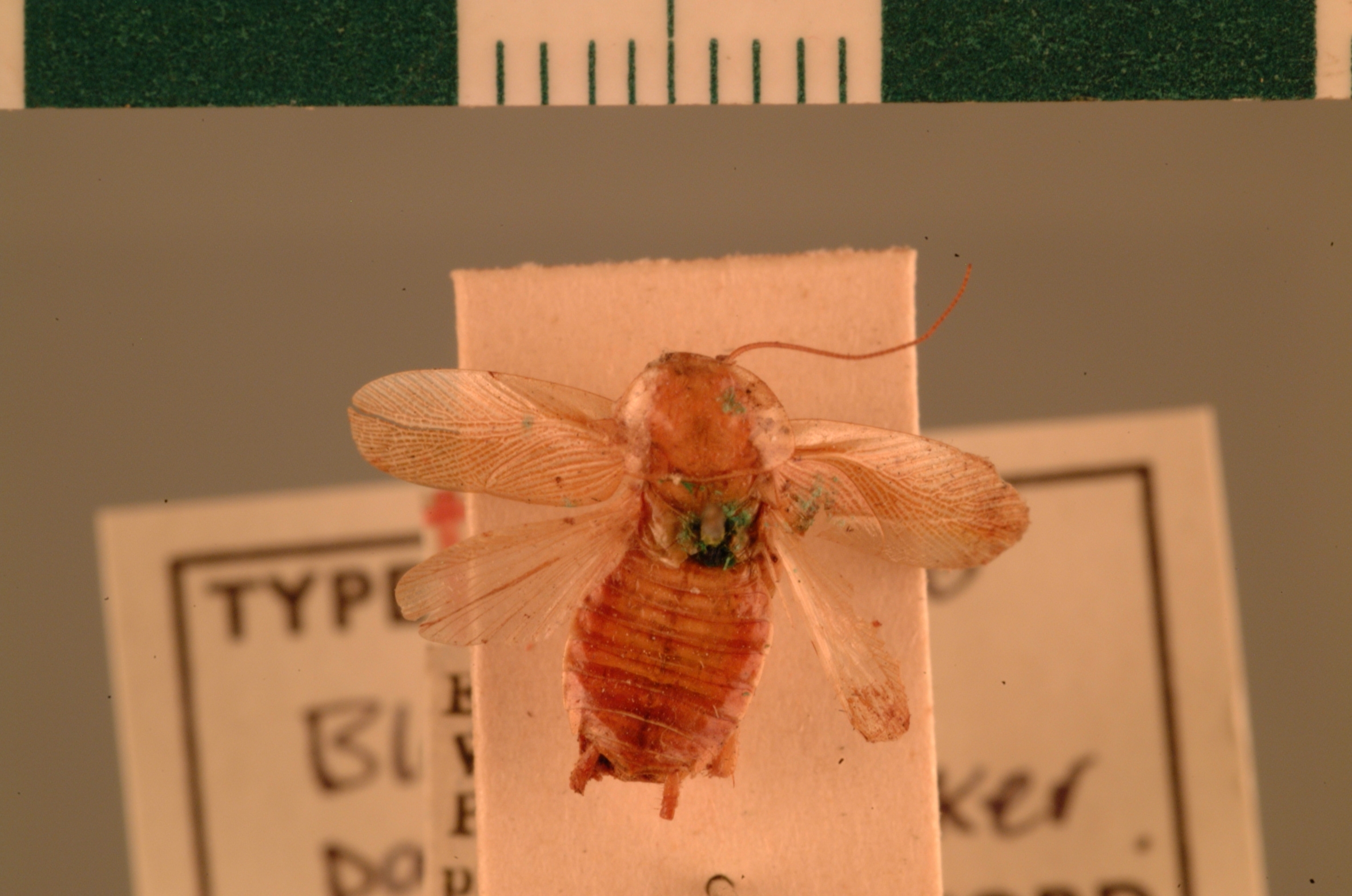 Balta patula (Walker, 1869): Copyright UMO, Oxford. Type of Blatta patula, dorsal view. (Otu).
