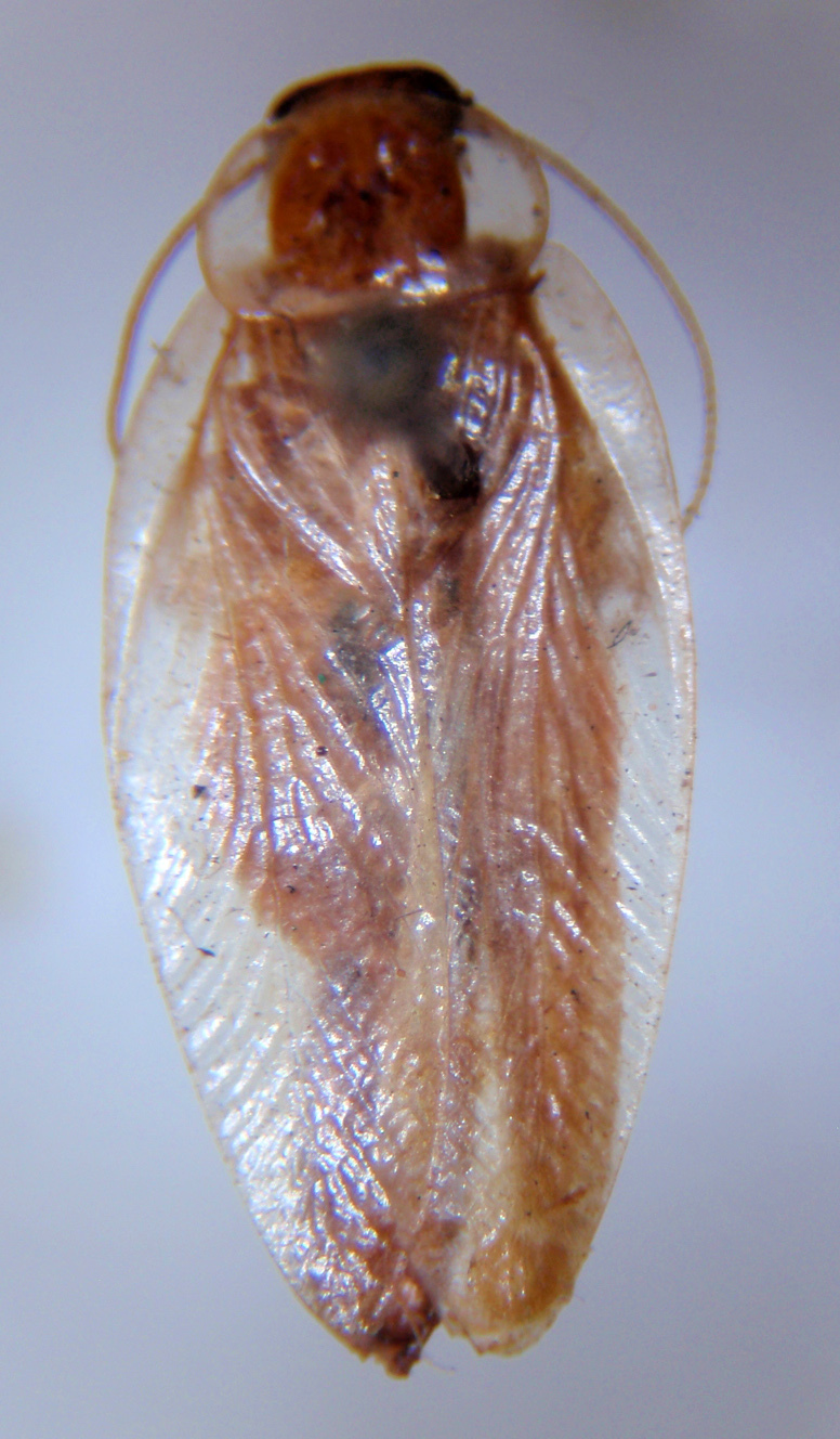 Chorisoneura formosella Rehn & Hebard, 1927: Photo taken by Heidi Hopkins. (Otu).