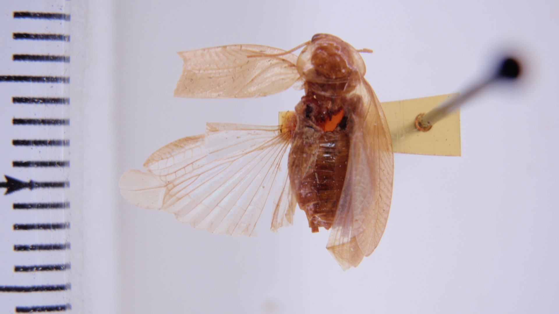 Chorisoneura plocea Rehn, 1904: Photo taken by Heidi Hopkins. (Otu).