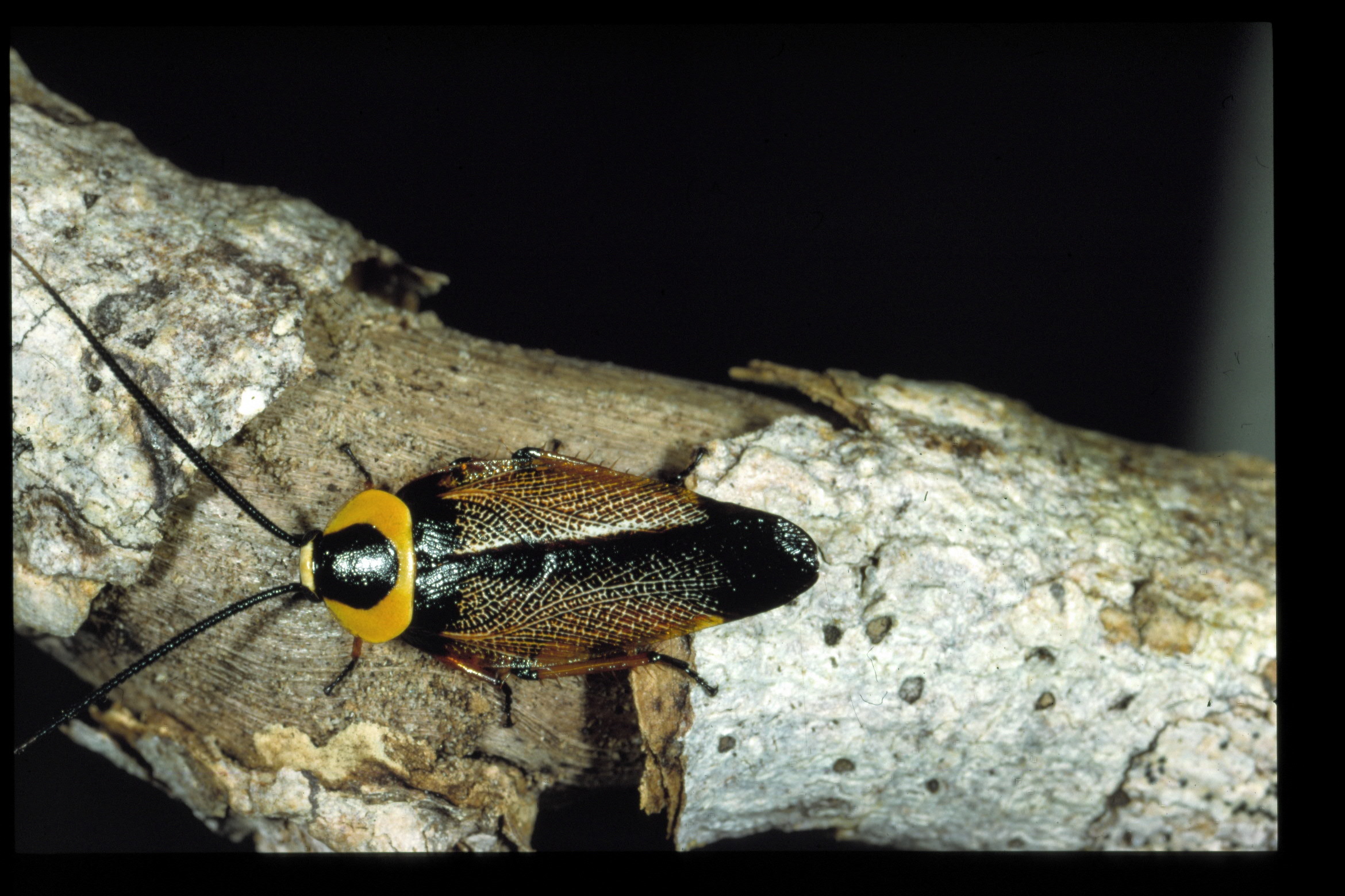 Ellipsidion Saussure, 1863: Copyright_David_Rentz. Ellipsidion sp. Cape York, 9.3km SE Peak Hill, Qld, Australia. (Otu).