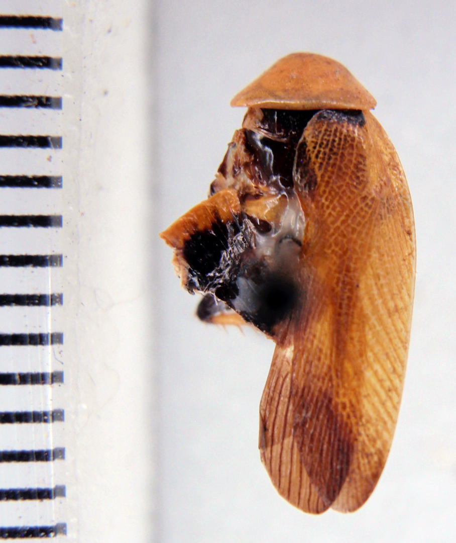 Ellipsidion affine Hebard, 1943: Photo taken by Heidi Hopkins. (Otu).