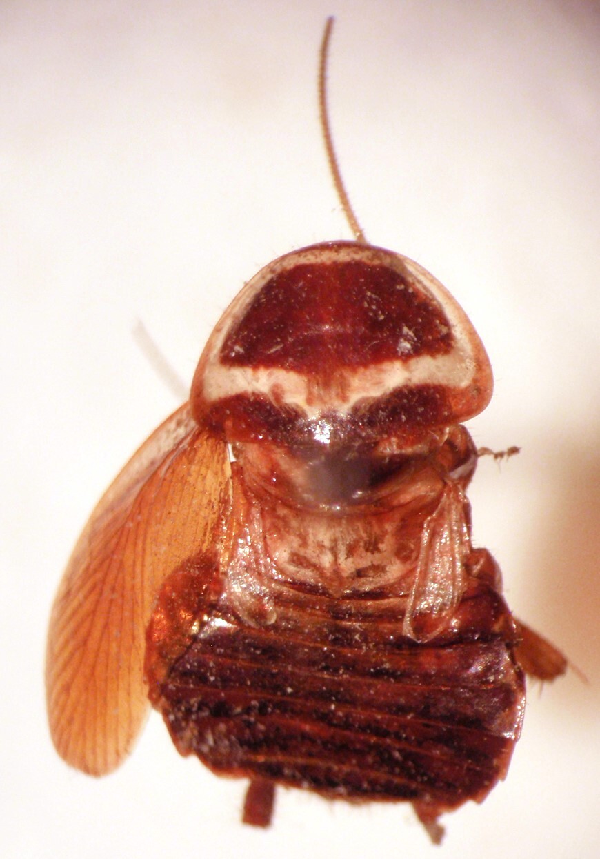 Euthlastoblatta abortiva (Caudell, 1904): Photo by Heidi Hopkins. Dorsal habitus. (Otu).