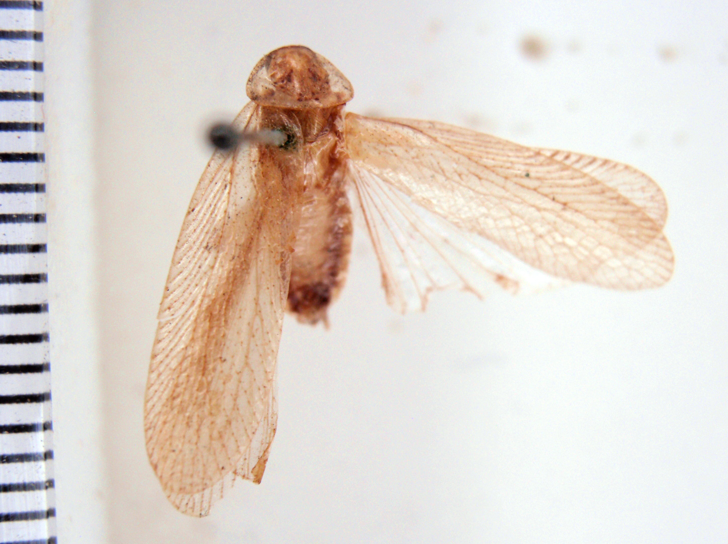 Phidon araucanus Rehn, 1933: Photo by Heidi Hopkins. dorsal habitus. (Otu).