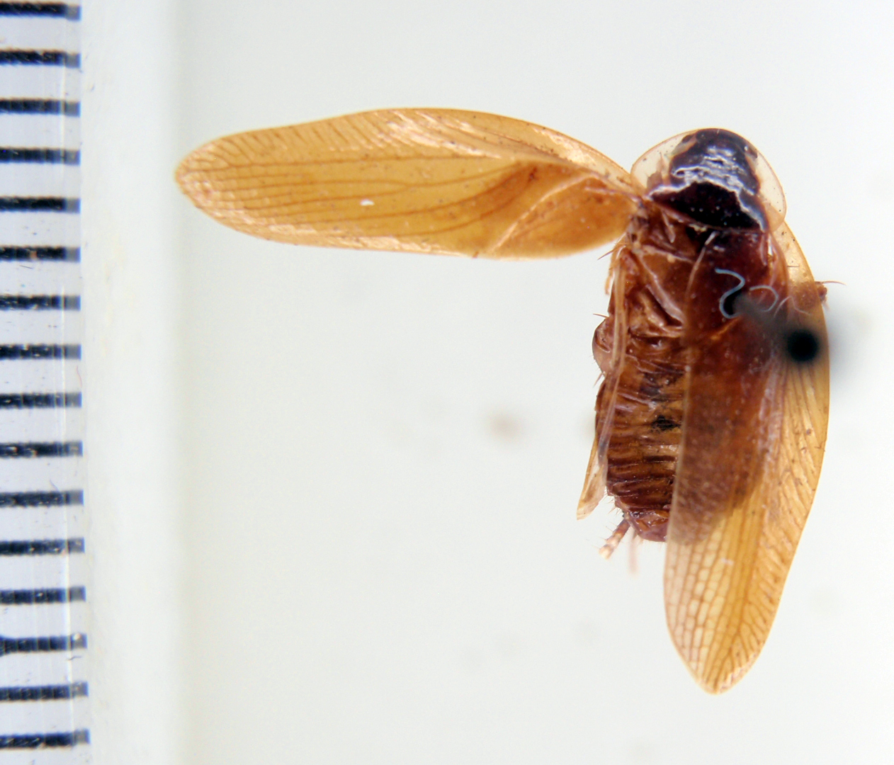 Anaplecta guamina Hebard, 1929: Photo by Heidi Hopkins. ANSP:Anaplecta guamina. (Otu).