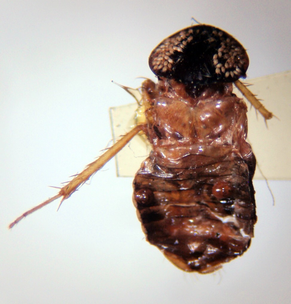 Maraca fossata Hebard, 1926: Photo taken by Heidi Hopkins. (Otu).