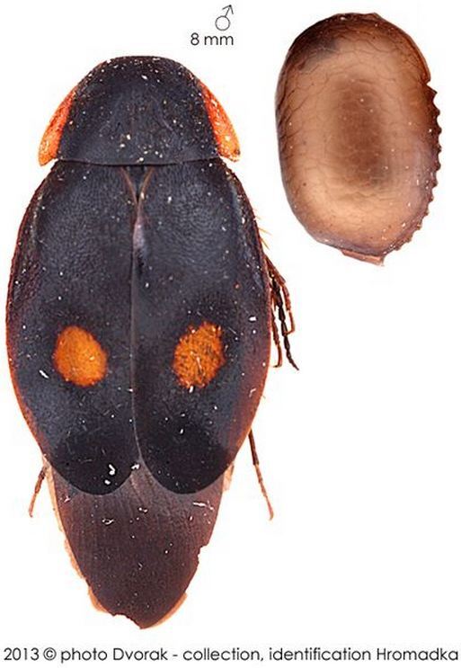 Euthyrrhapha pacifica (Coquebert de Montbret, 1804): Copyright Josef Dvorák. Euthyrrhapha pacifica - adult male and ootheca. (Otu).