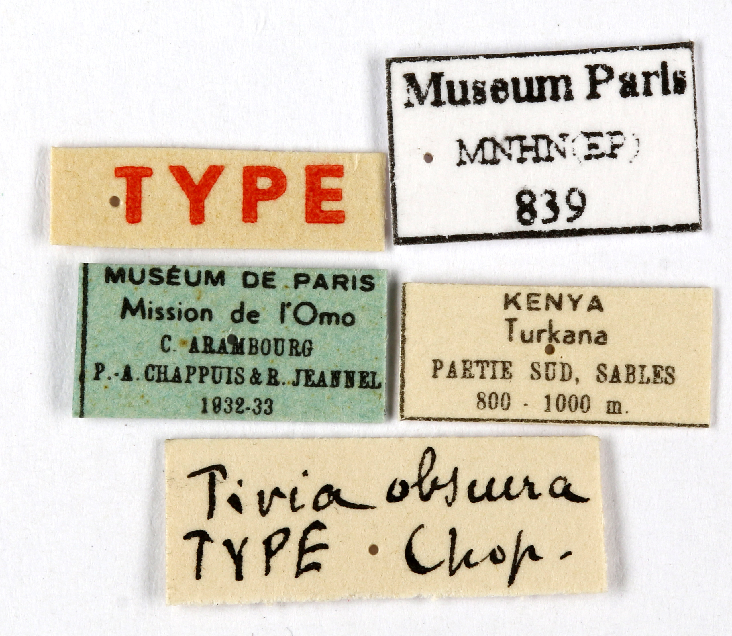 Tivia fulva (Burmeister, 1838): CC BY-NC-ND 4.0/MNHN - Depraetere Marion - 2014. Type, male, of obscura Chopard, 1938. Specimen number: MNHN-EP-EP839. http://coldb.mnhn.fr/catalognumber/mnhn/ep/ep839. (Otu).