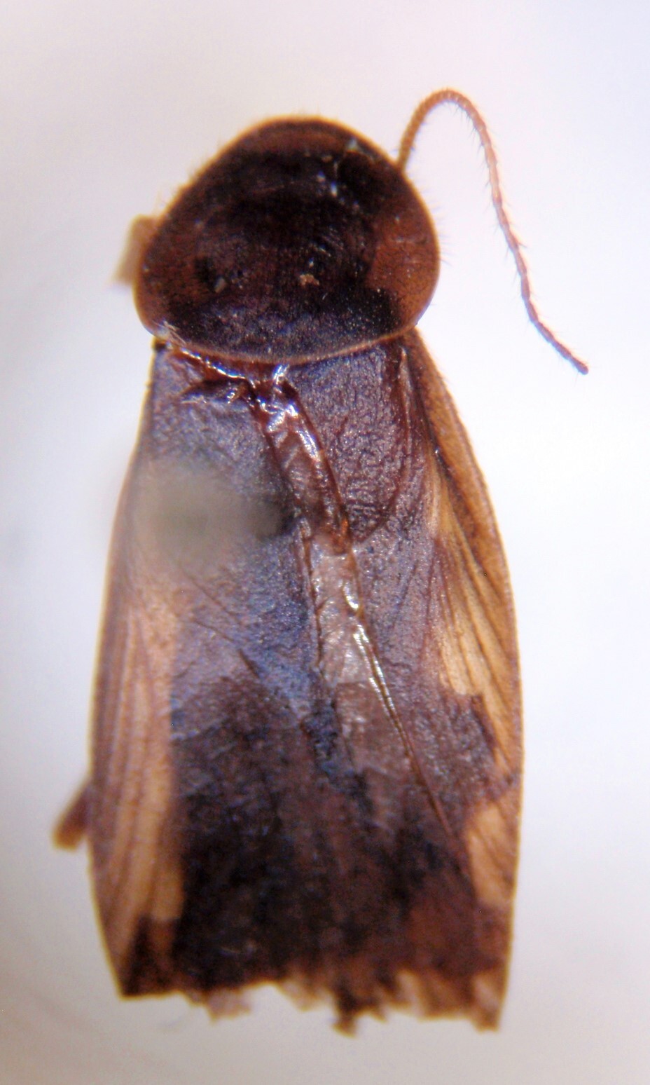 CollectionObject 1553239; 6dca0a9d-6a0f-4f96-8ebf-88d01bb998d3: Image taken by Heidi Hopkins. (CollectionObject).