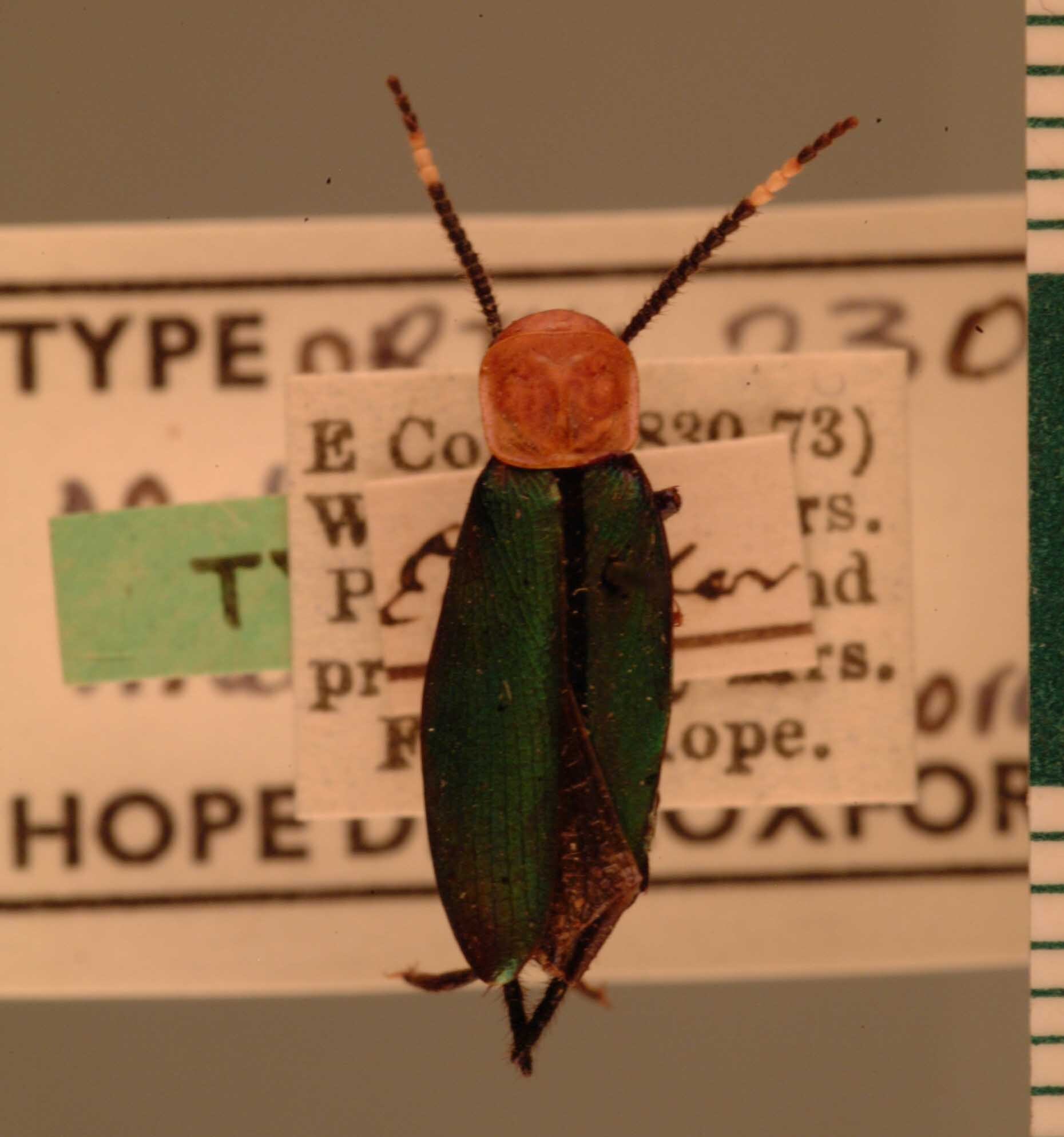 Melyroidea magnifica Shelford, 1912: Copyright UMO, Oxford. Type, dorsal view. (Otu).