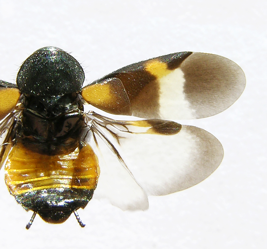 Holocompsa nitidula (Fabricius, 1781): Holocompsa probably nitidula from house in San Jose, Costa Rica. Det. George Beccaloni. Copyright Kenji Nishida. (Otu).