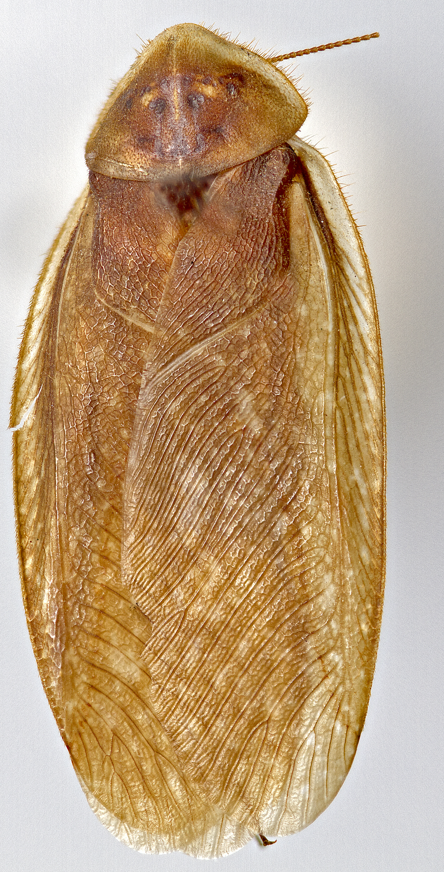 Arenivaga apacha (Saussure, 1893): Photo by Heidi Hopkins. Holotype (of Homoeogamia apacha infuscata Caudell, 1905?), adult male, dorsal habitus. (Otu).