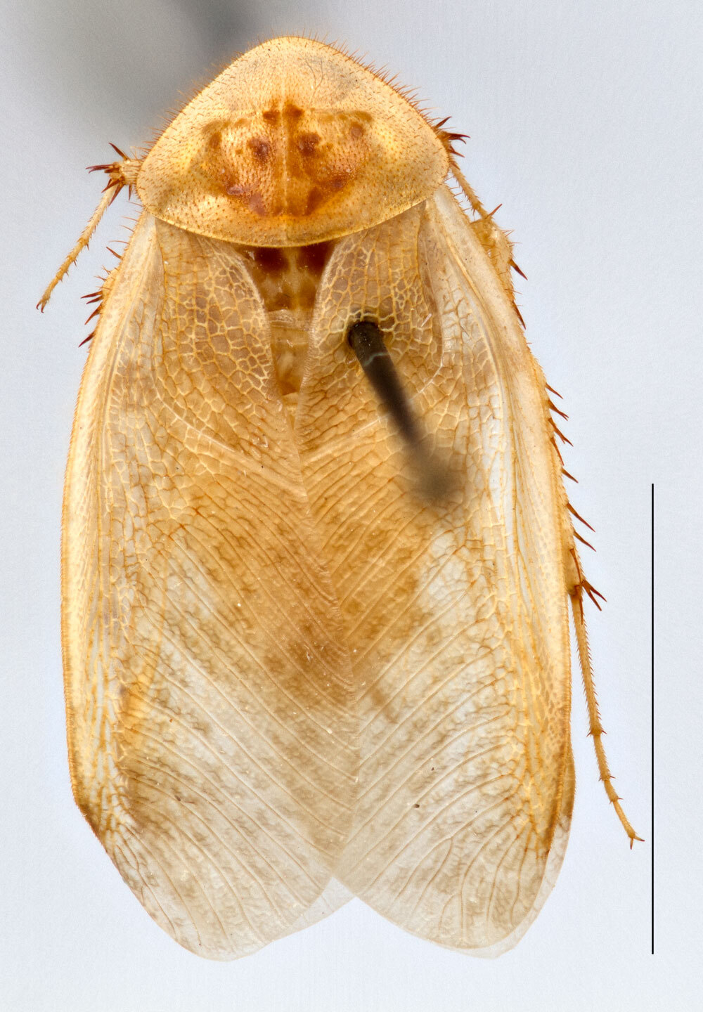 Arenivaga erratica (Rehn, 1903): Photo by Heidi Hopkins. Adult male, dorsal habitus. (Otu).