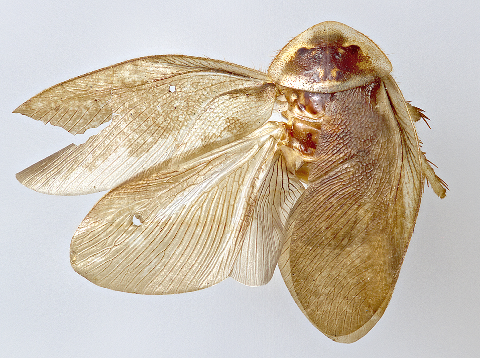 Arenivaga floridensis Caudell, 1918: Photo by Heidi Hopkins. Holotype, adult male, dorsal habitus. (Otu).