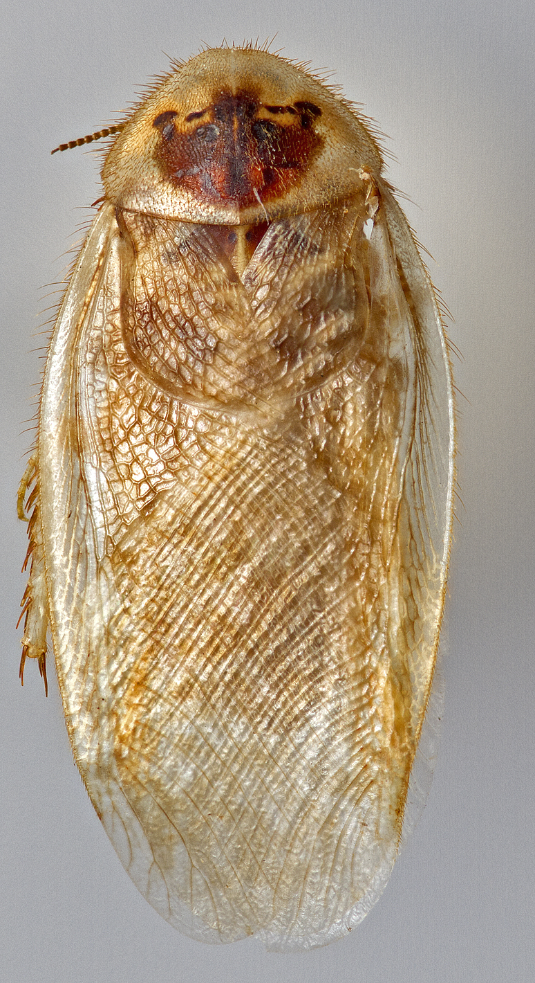 Arenivaga genitalis Caudell, 1918: Photo by Heidi Hopkins. Adult male, dorsal habitus. (Otu).