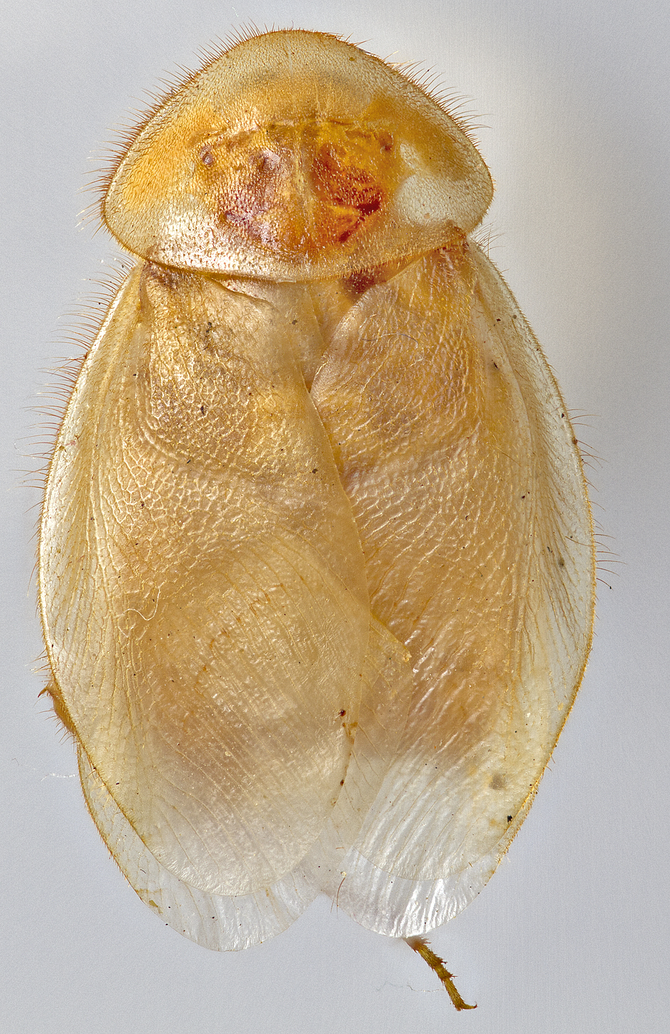 CollectionObject 1569184; cee9a514-048e-4dd8-830b-fa177f281dc3: Photo by Heidi Hopkins. Holotype, adult male, dorsal habitus. (CollectionObject).