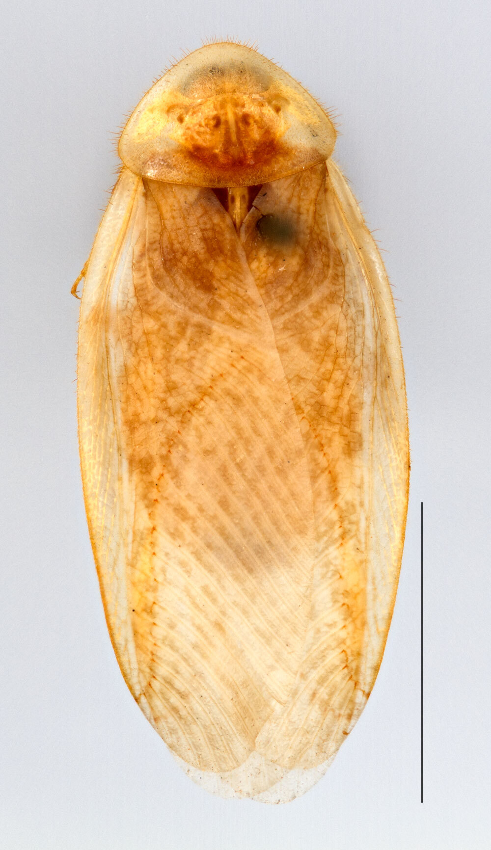 Arenivaga tonkawa Hebard, 1920: Photo by Heidi Hopkins. Adult male, dorsal habitus. (Otu).