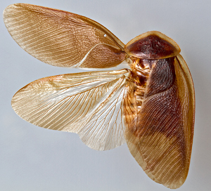 Arenivaga bolliana (Saussure, 1893): Photo by Heidi Hopkins. Holotype, adult male, dorsal habitus. (Otu).