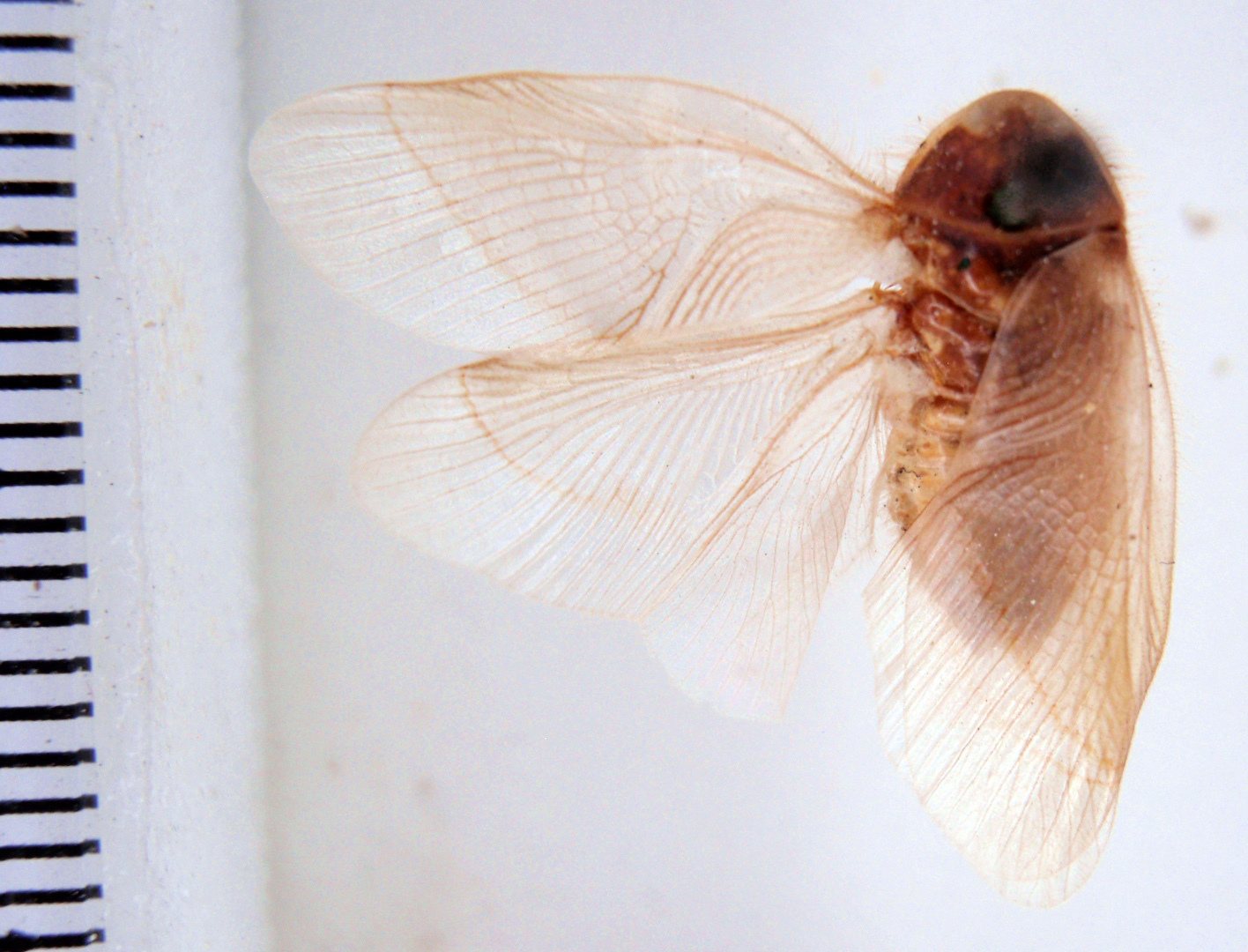 Eremoblatta subdiaphana (Scudder, 1902): Photo taken by Heidi Hopkins. (Otu).