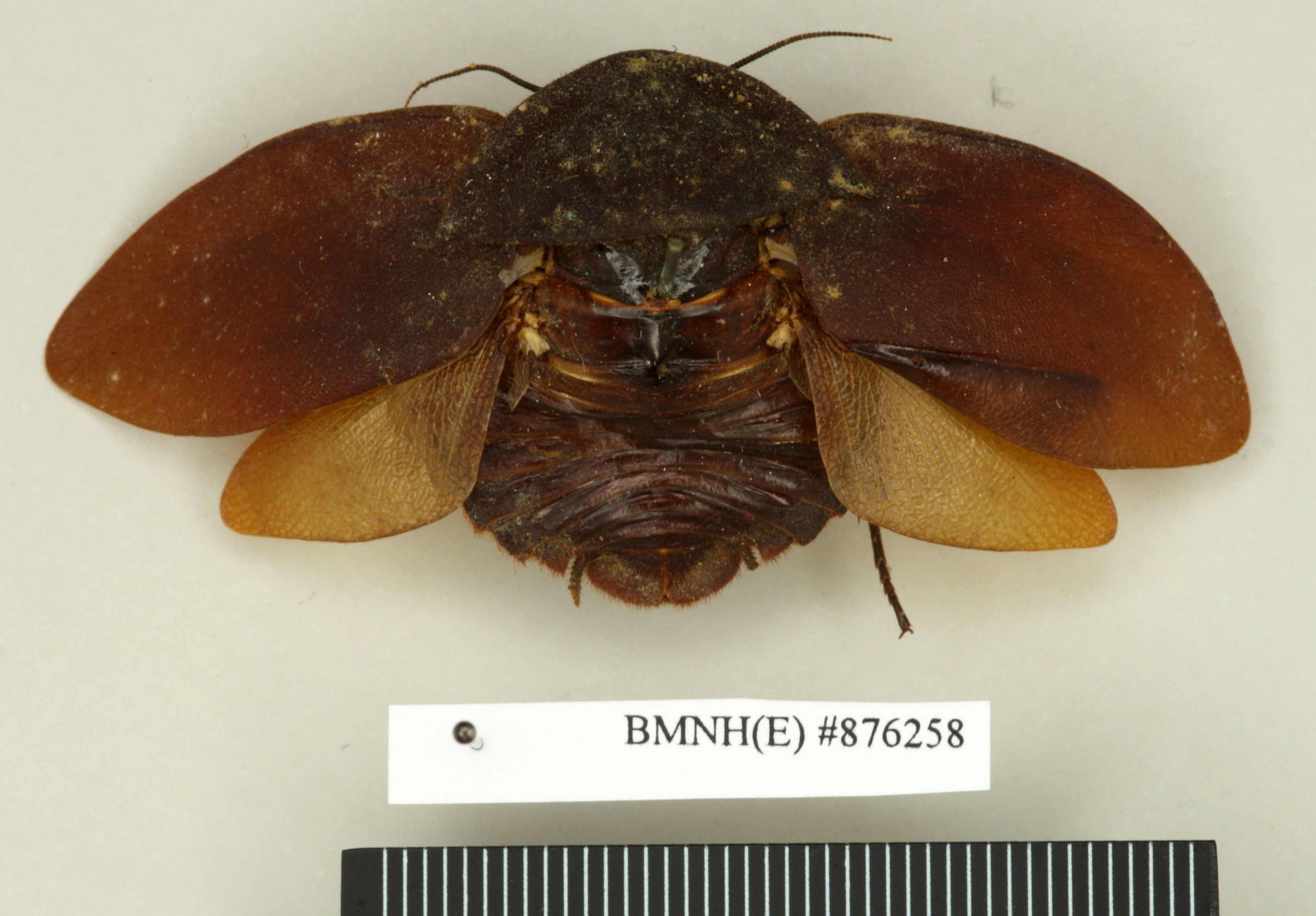 CollectionObject 1552979; e003cd02-32a3-4232-9d73-e6c9089204f2: Copyright Natural History Museum, London. Holotype (adult female) in BM(NH). Dorsal view. (CollectionObject).