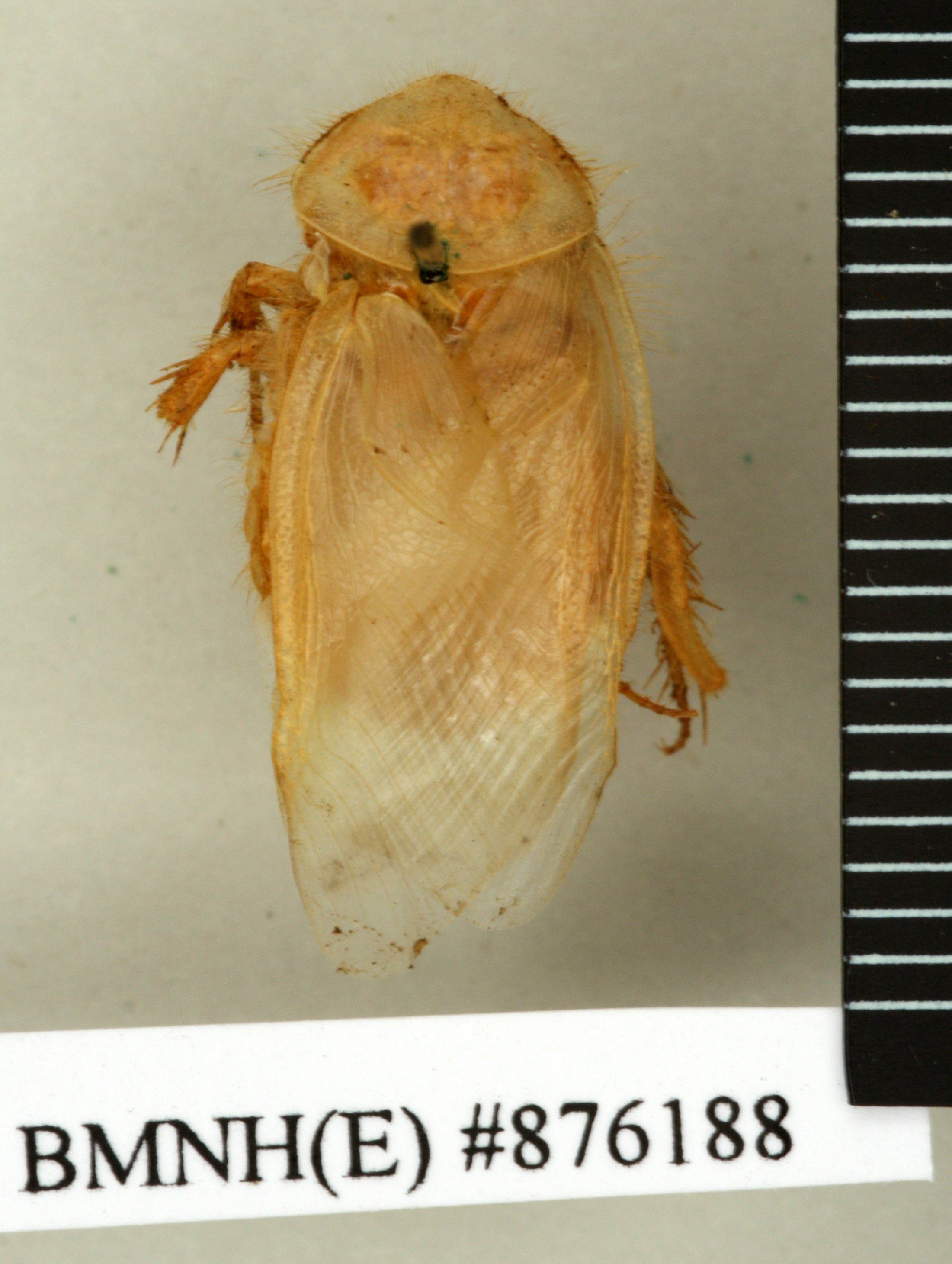 Heterogamodes ursina quadrispina Chopard, 1929: Copyright Natural History Museum, London. Holotype (adult male) in BM(NH). Dorsal view. (Otu).