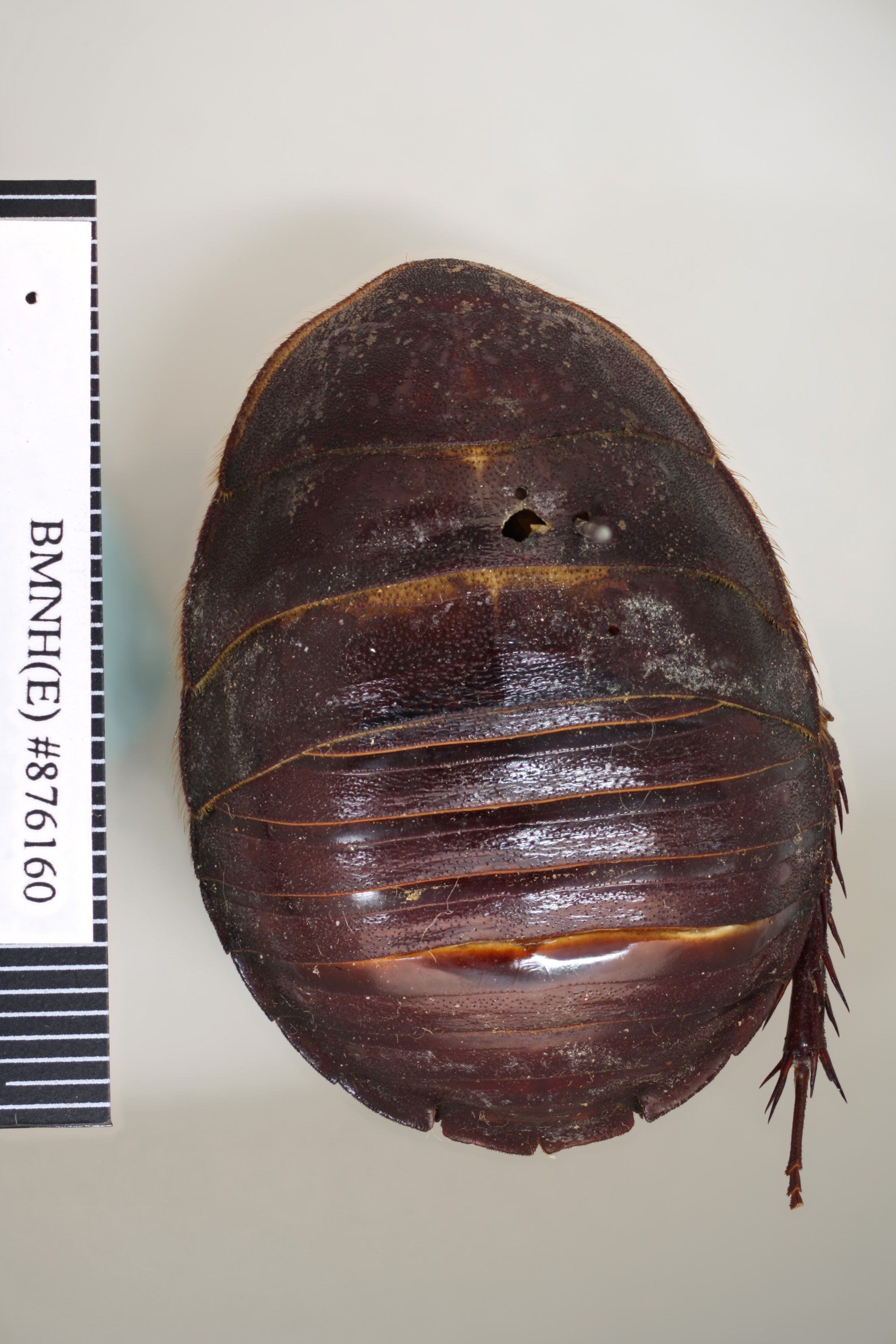 Polyphaga saussurei (Dohrn, 1888): Copyright NHM, London. Syntype female of synonym Polyphaga camelorum, dorsal view. (Otu).