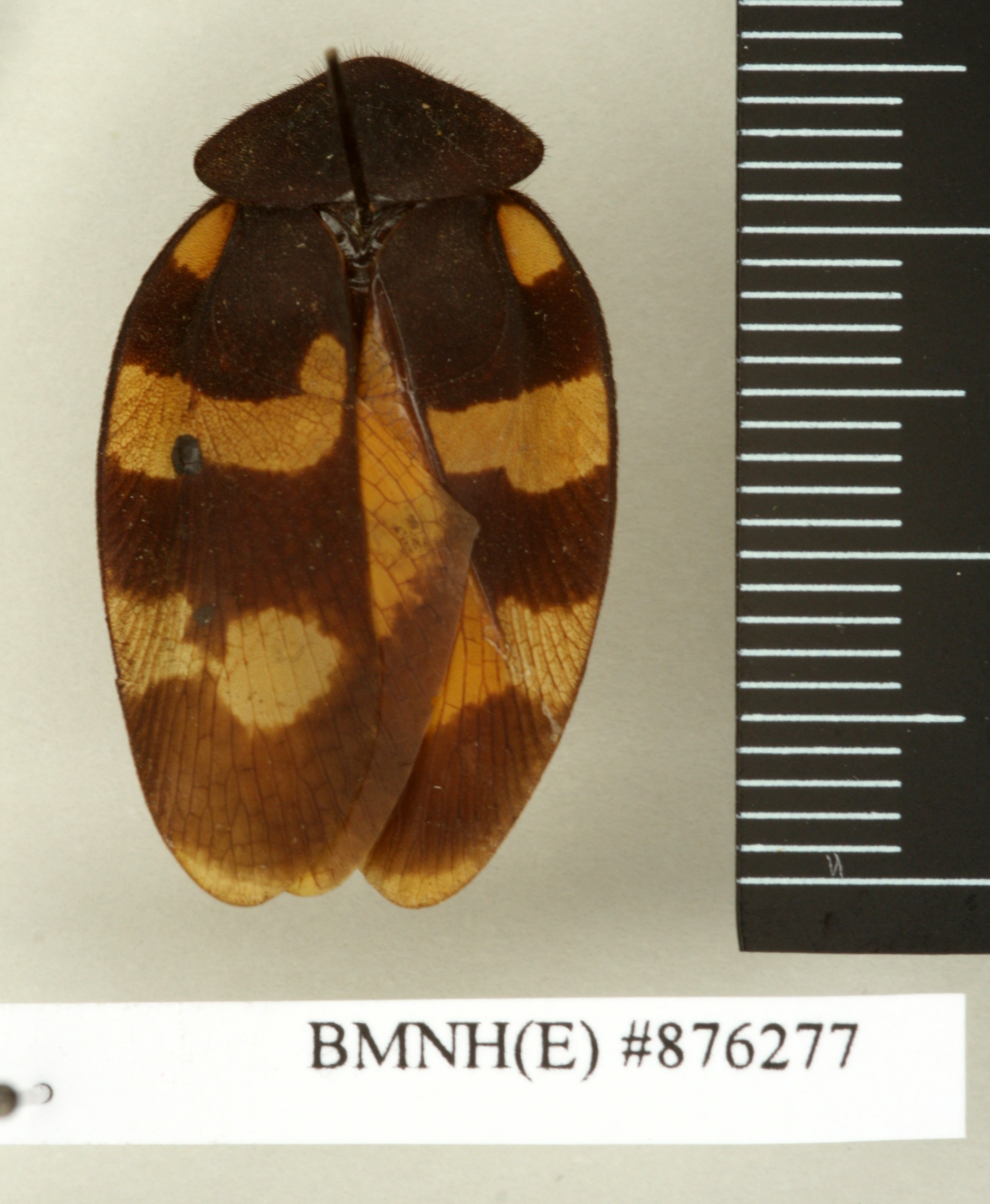 CollectionObject 1573092; 06102967-c572-4d2e-b6cf-15ecd065cccd: Copyright Natural History Museum, London. Non-type (adult male) in BM(NH). Dorsal view. (CollectionObject).