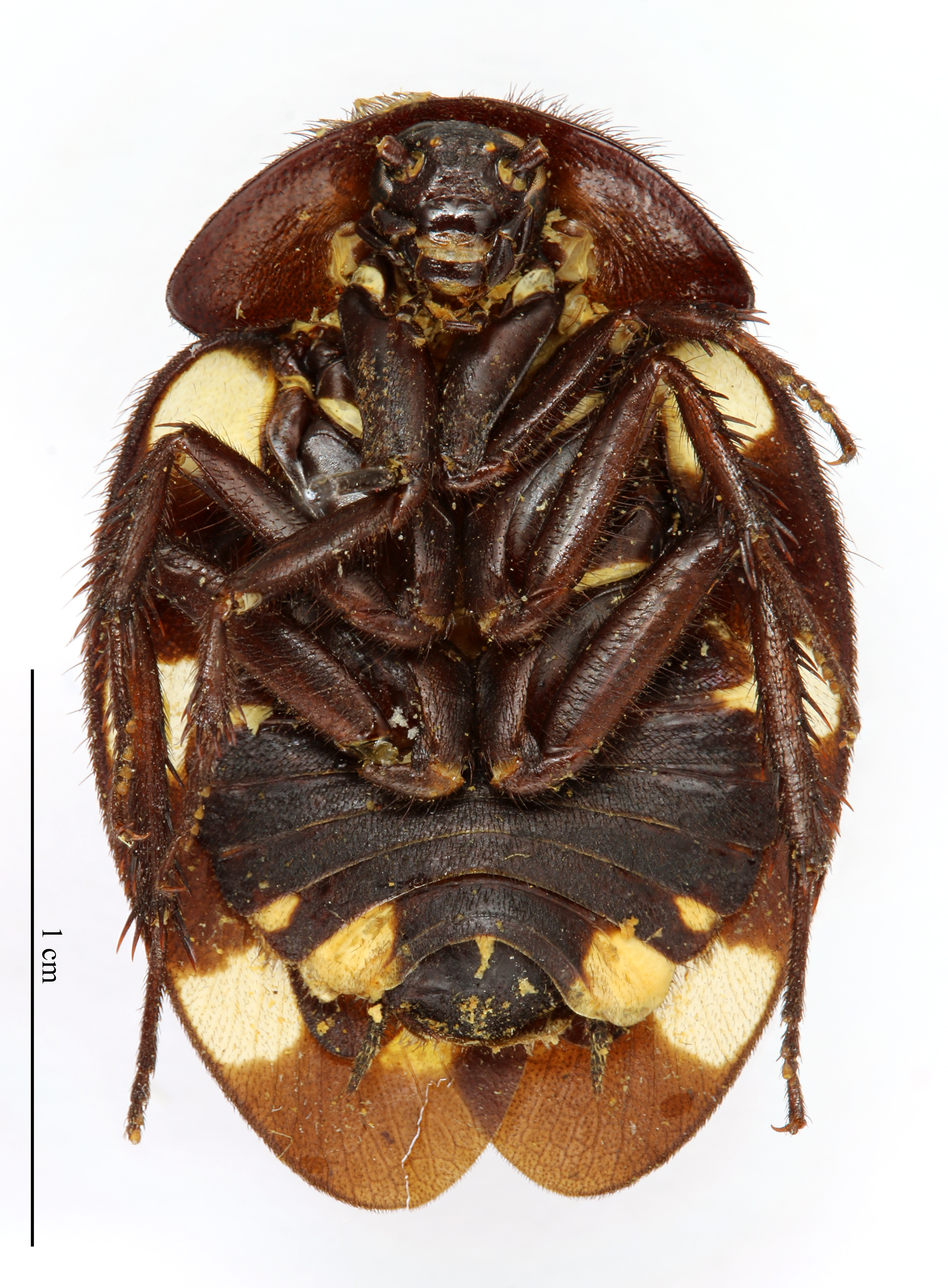 CollectionObject 1587492; MNHN(SF IMPORT DUPLICATE) MNHN-EP-EP749, b8128369-cd0c-4f81-a8c2-d6b34bcc8526: CC BY-NC-ND 4.0/MNHN - Depraetere Marion - 2014. Holotype, male, of regularis Grandcolas, 1993. Specimen number: MNHN-EP-EP749. http://coldb.mnhn.fr/catalognumber/mnhn/ep/ep749. (CollectionObject).