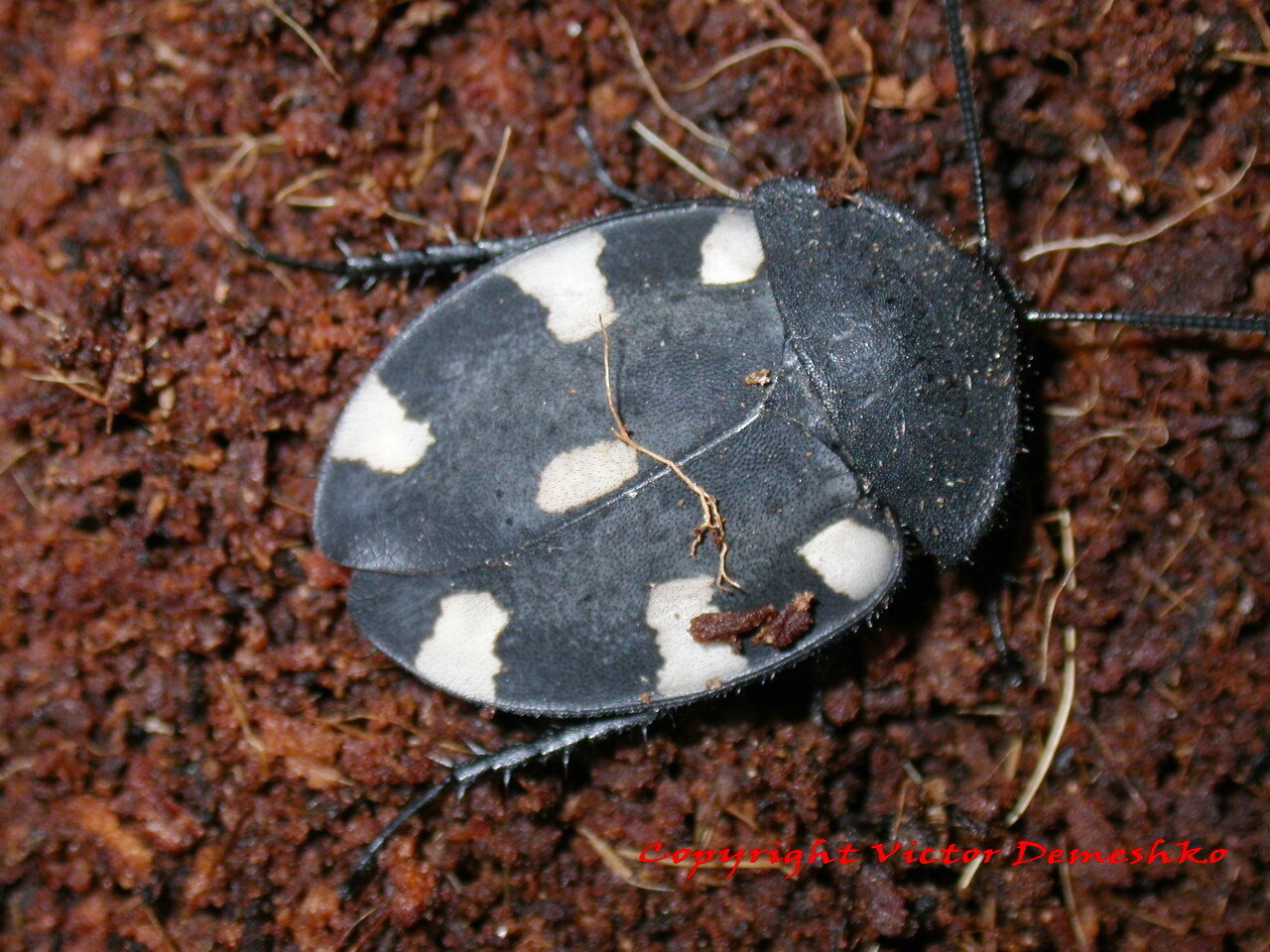 Therea petiveriana (Linnaeus, 1758): Copyright Victor Demeshko. Therea petiveriana adult male. Captive reared. (Otu).