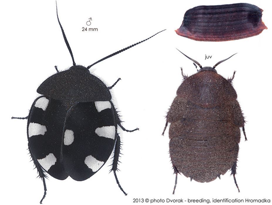 Therea bernhardti Fritzsche, 2009: Copyright Josef Dvorák. Therea bernhardti. (Otu).