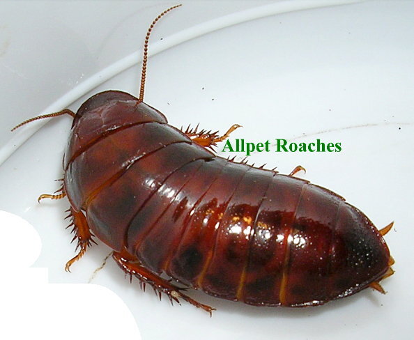 Cryptocercus punctulatus Scudder, 1862: Copyright Orin McMonigle. Cryptocercus punctulatus? Captive reared. Parents from Virginia, USA. (Otu).
