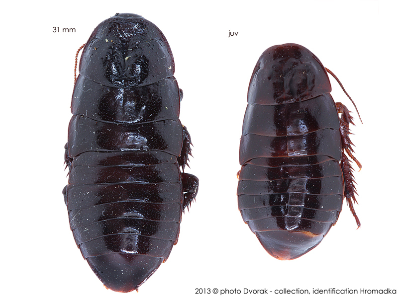 Cryptocercus relictus Bey-Bienko, 1935: Copyright Josef Dvorák. Cryptocercus relictus. (Otu).